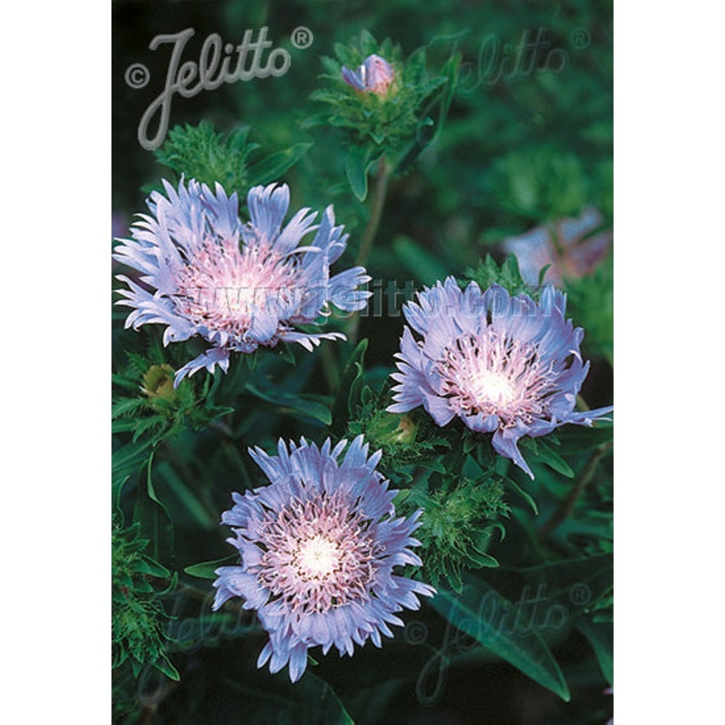 Stokesia laevis Blue Star|9cm|2 Litre