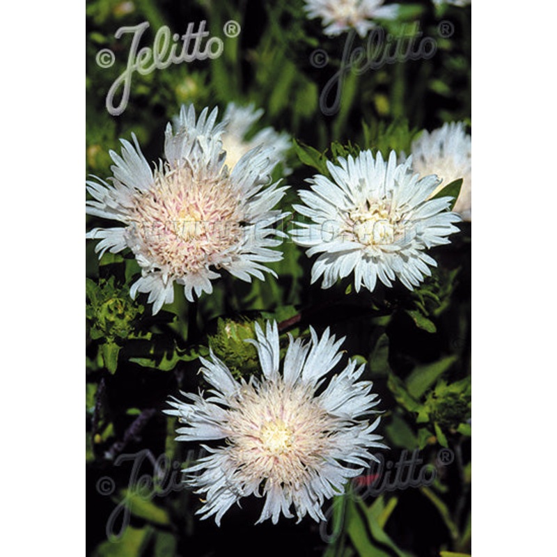 Stokesia laevis f. alba Trumerei