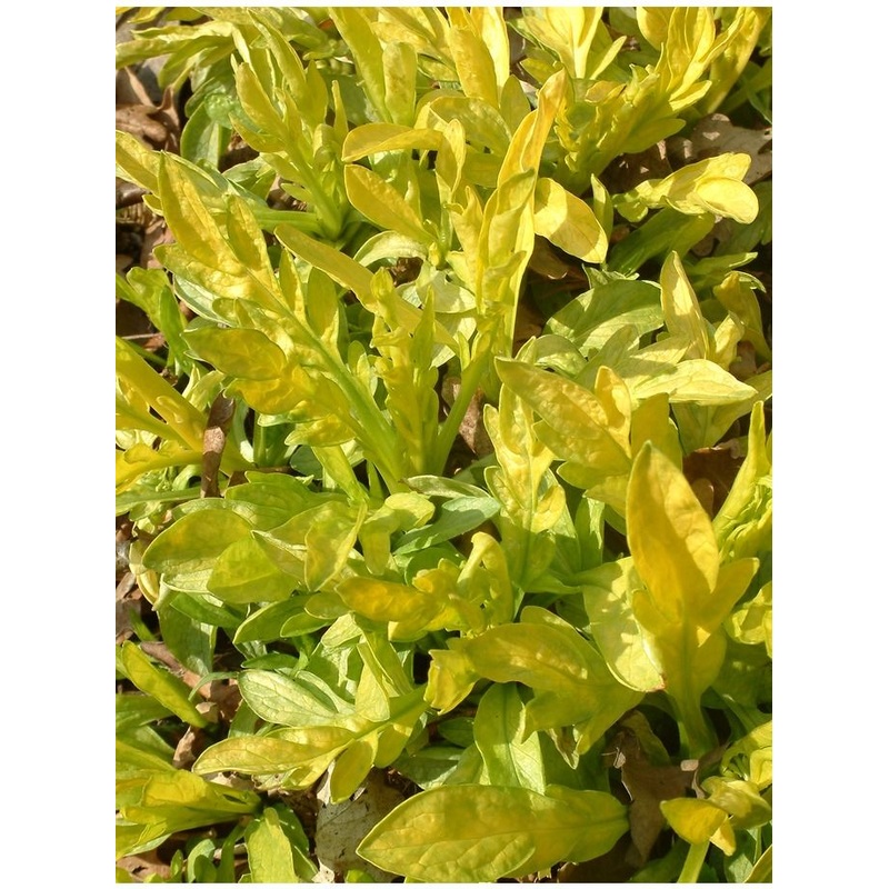 Valeriana phu ‘Aurea’