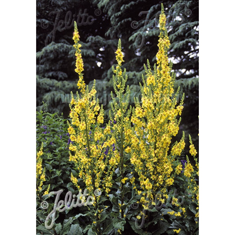 Verbascum chaixii ‘Sixteen Candles’