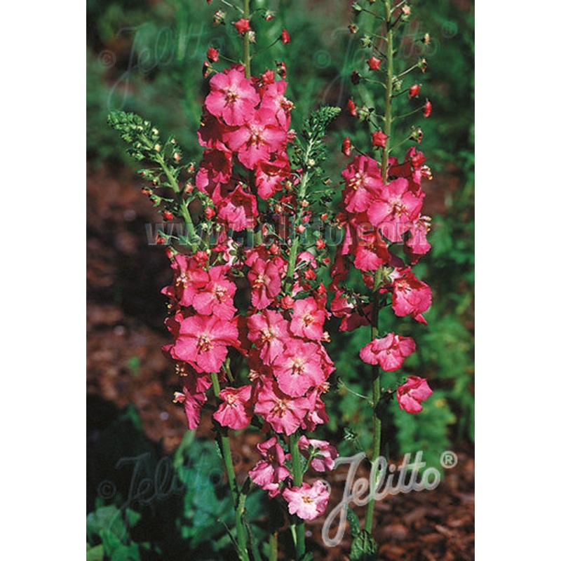 Verbascum phoeniceum ‘Rosetta’