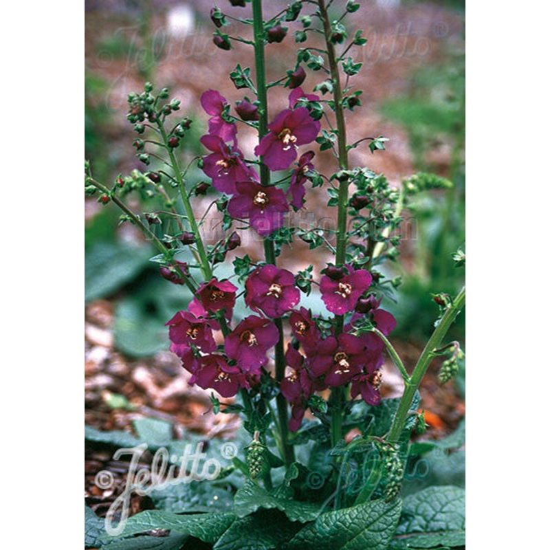 Verbascum phoeniceum ‘Violetta’