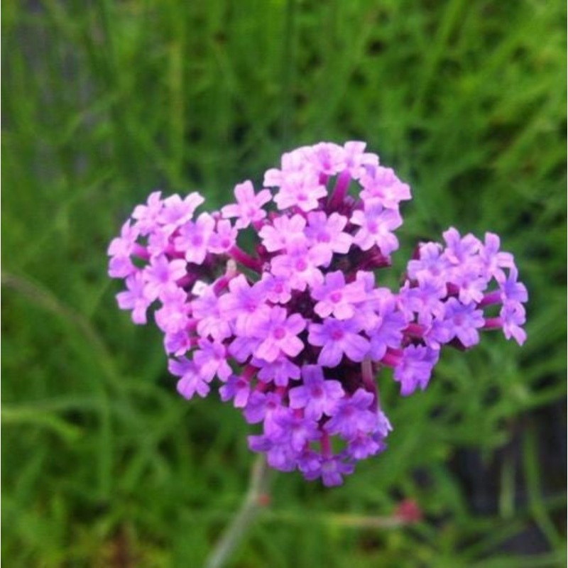 Verbena bonariensis – AGM|2 Litre