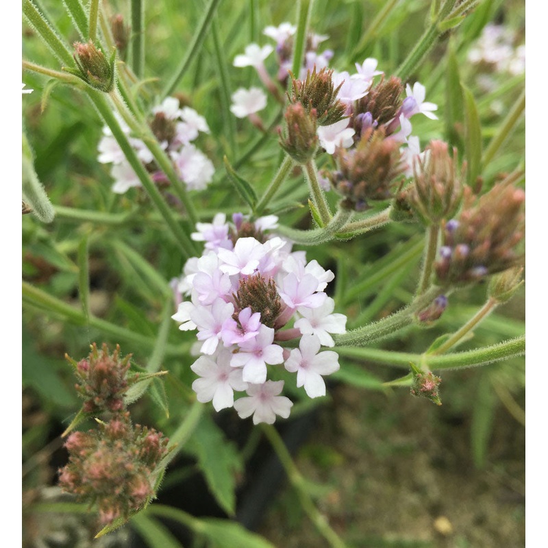 Verbena rigida polaris|9CM|2 LITRE