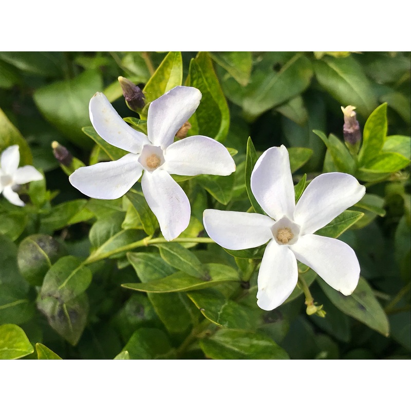 Vinca difformis|2 Litre