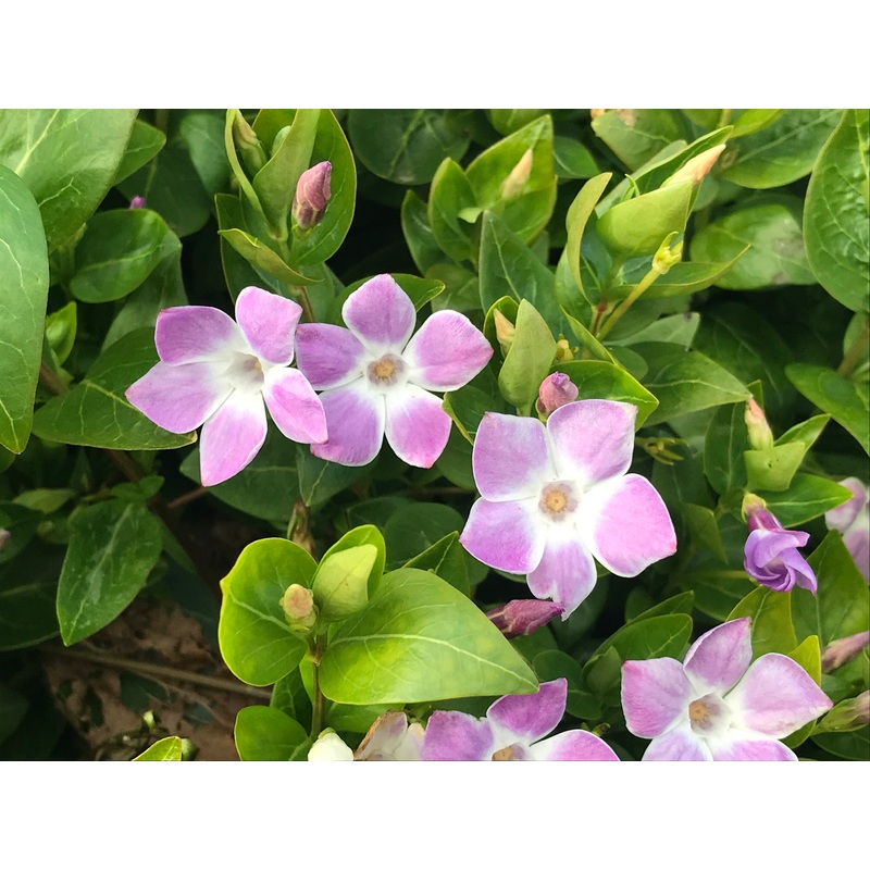 Vinca difformis Jenny Pym|2 Litre