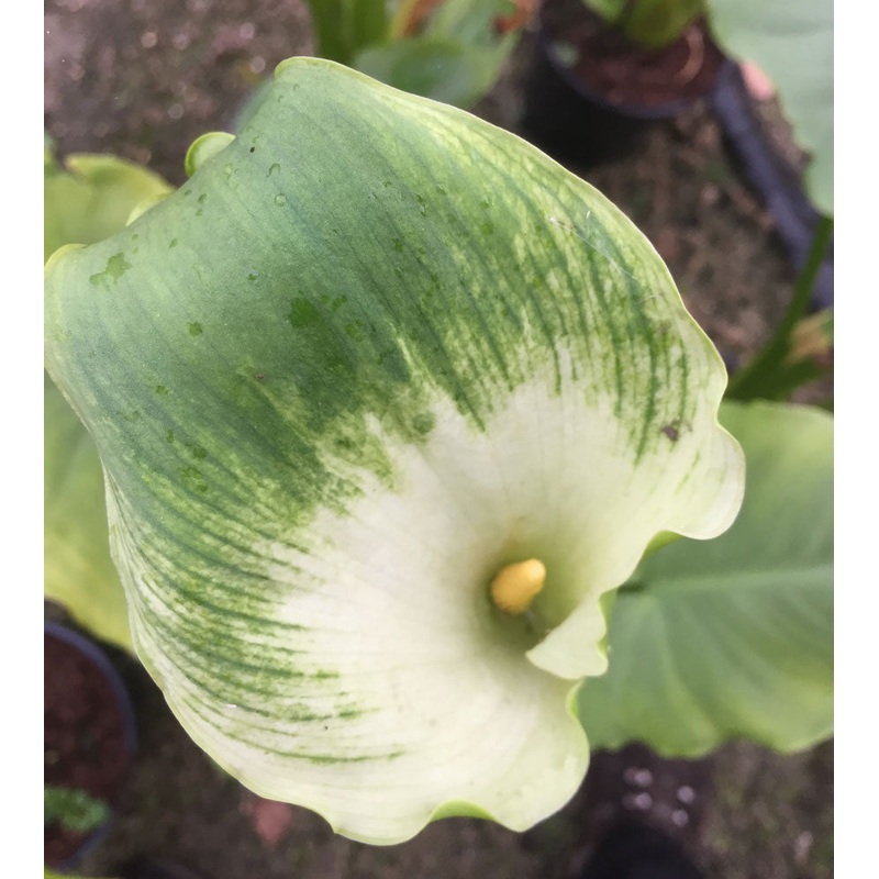 Zantedeschia aethiopica Green Goddess (Arum Lily Calla Lily)