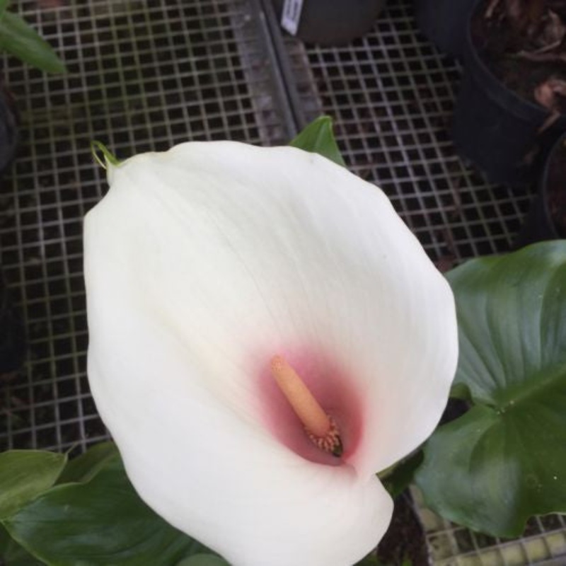 Zantedeschia aethiopica Kiwi Blush (Arum Lily Calla Lily)