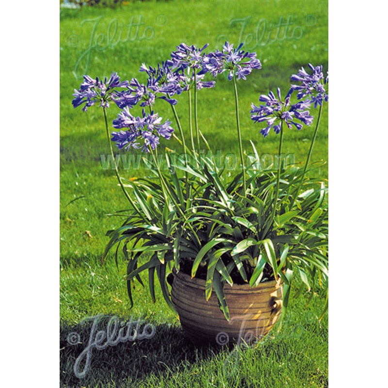 Agapanthus Blue Umbrella|2 Litre