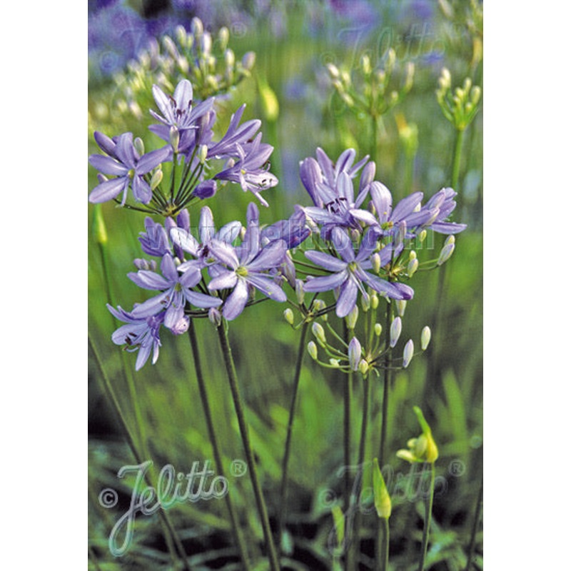 Agapanthus Peter Pan|2 Litre