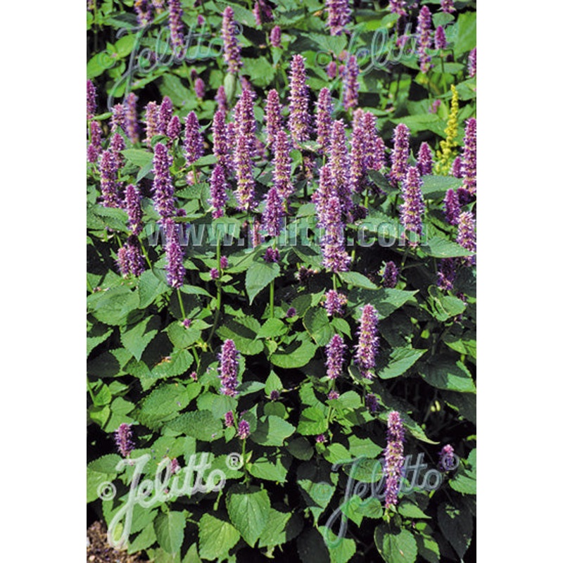 Agastache rugosa Liquorice Blue