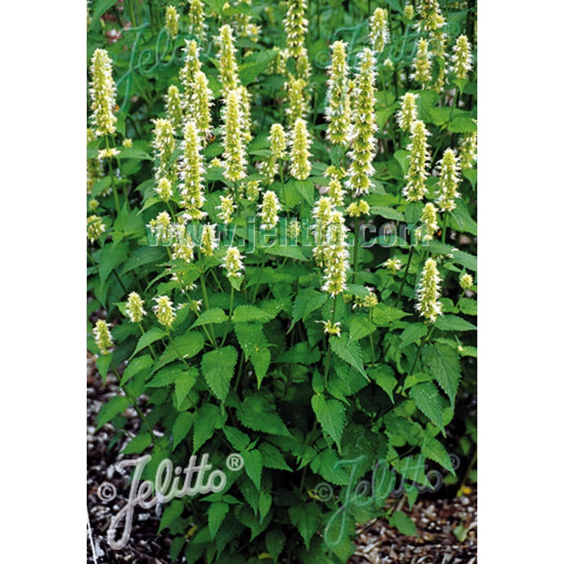 Agastache rugosa Liquorice White