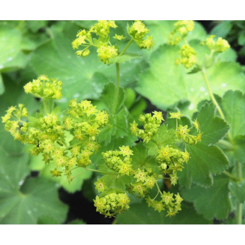 Alchemilla mollis – AGM|9cm|2 Litre