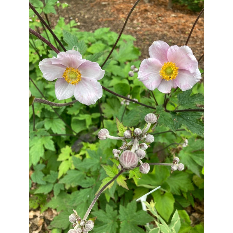 Anemone hupehensis|9CM|2 Litre
