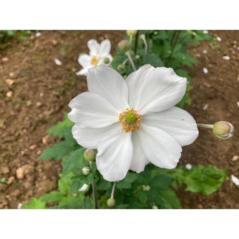 Anemone  hybrida ‘Honorine Jobert’ – AGM