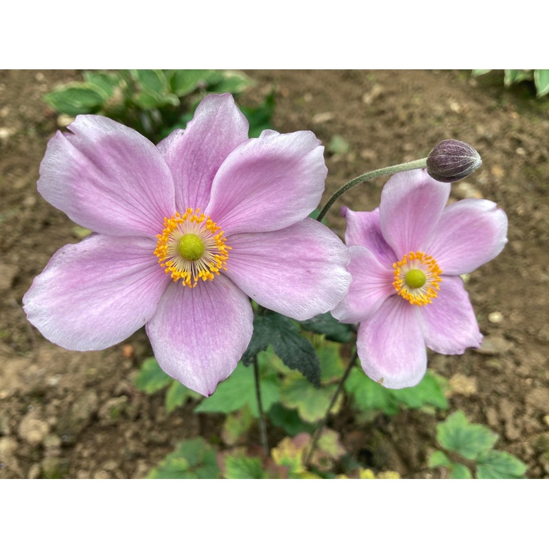 Anemone  hybrida ‘Queen Charlotte’ – AGM