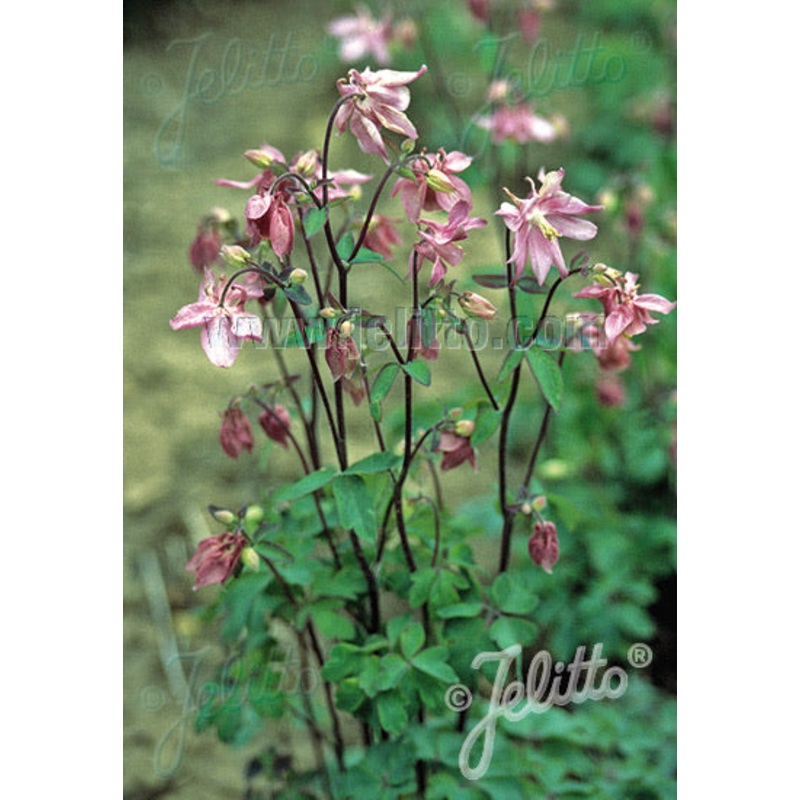 Aquilegia vulgaris Heidi|0.5 Litre|2 litre