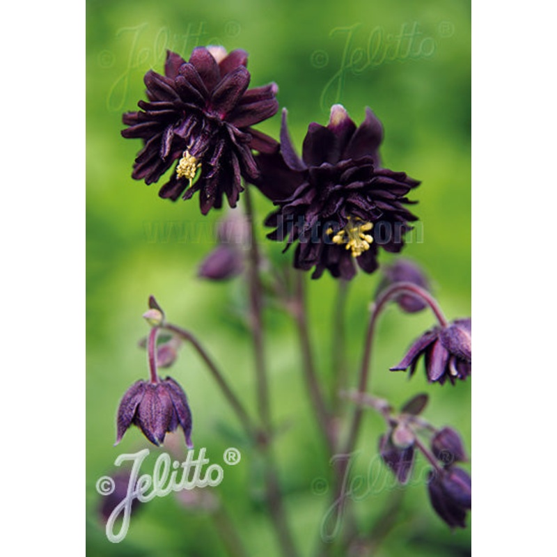 Aquilegia vulgaris var. stellata Black Barlow