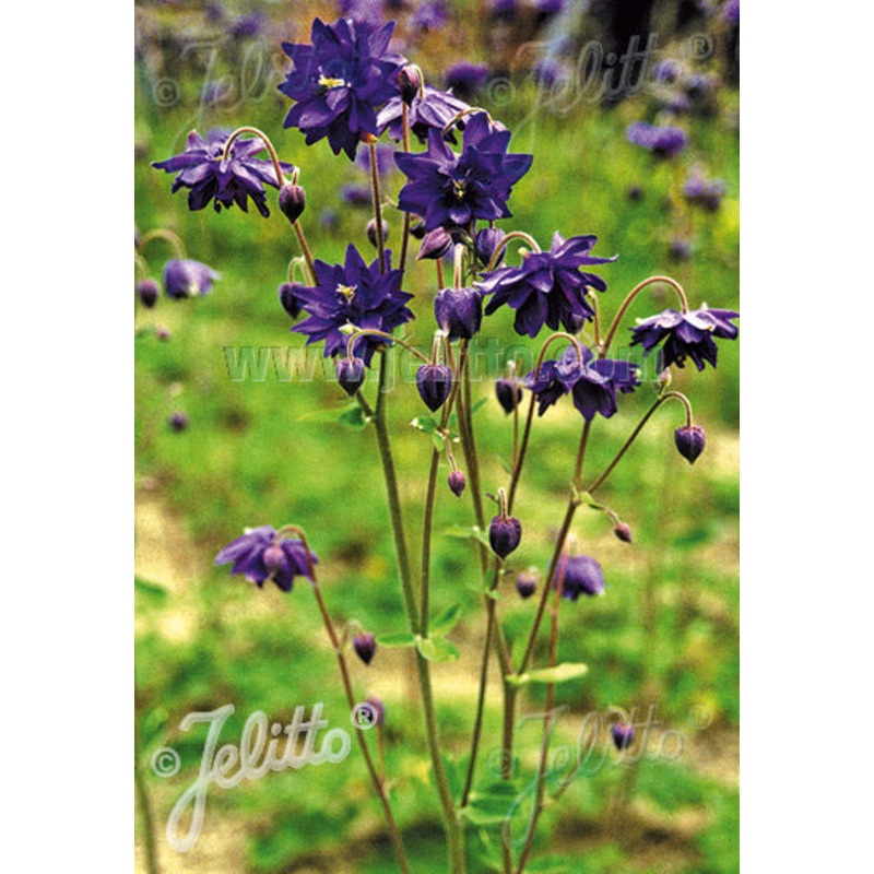 Aquilegia vulgaris var. stellata Blue Barlow