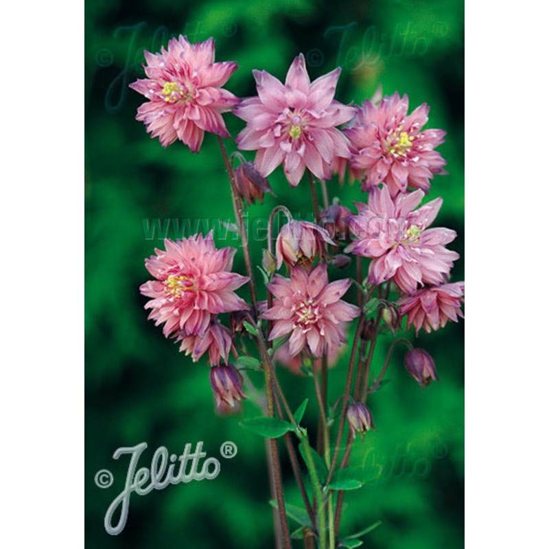 Aquilegia vulgaris var. stellata Rose Barlow