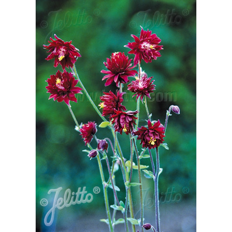 Aquilegia vulgaris var. stellata ‘Ruby Port’