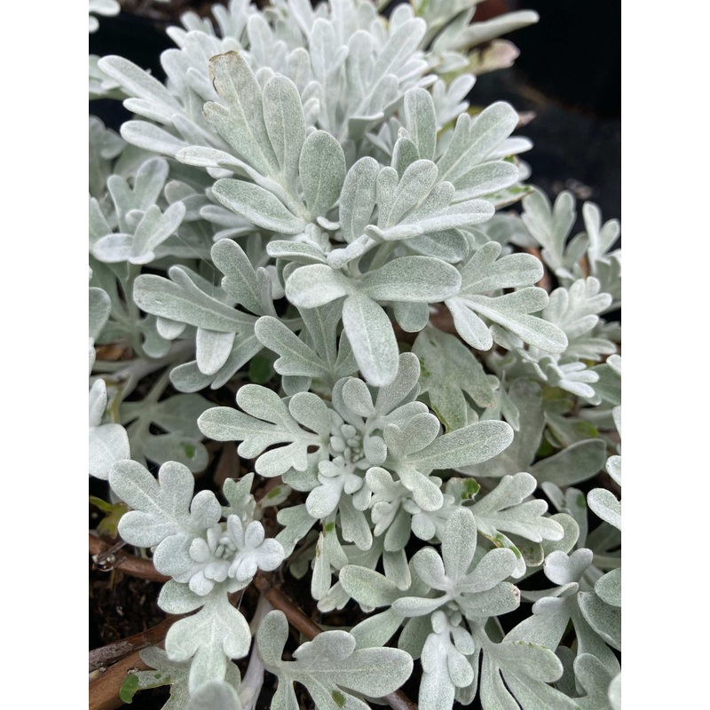 Artemisia stellariana (Beach Wormwood)