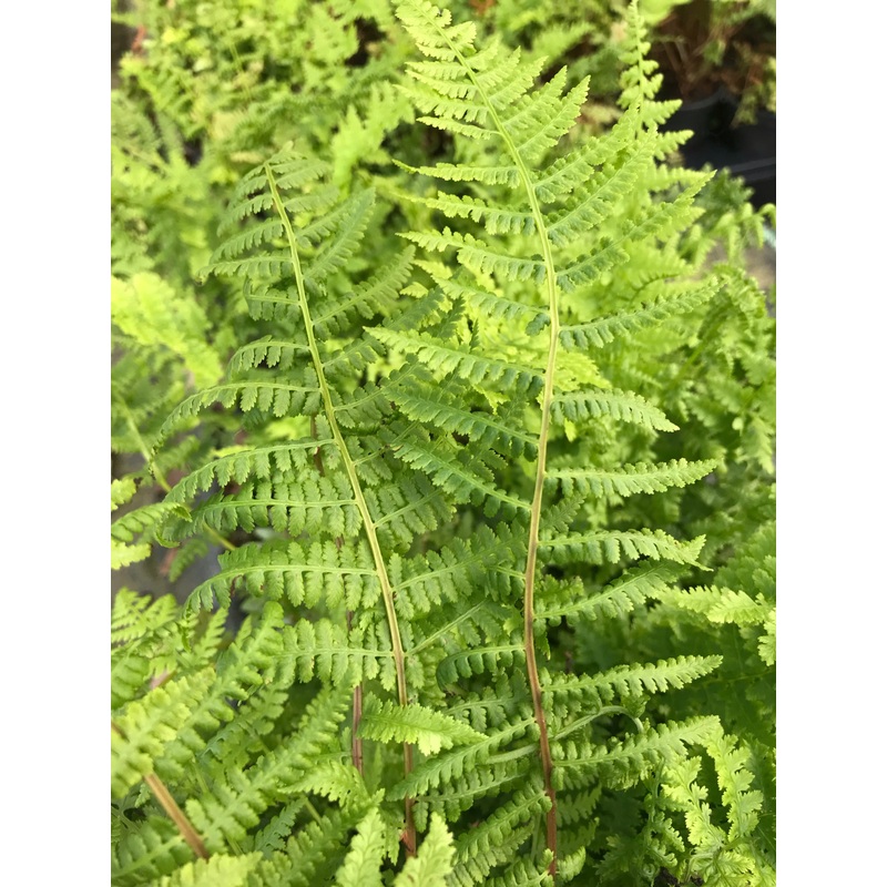 Athyrium filix-femina|9cm|2 Litre