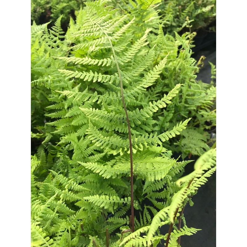Athyrium filix-femina Lady In Red – AGM