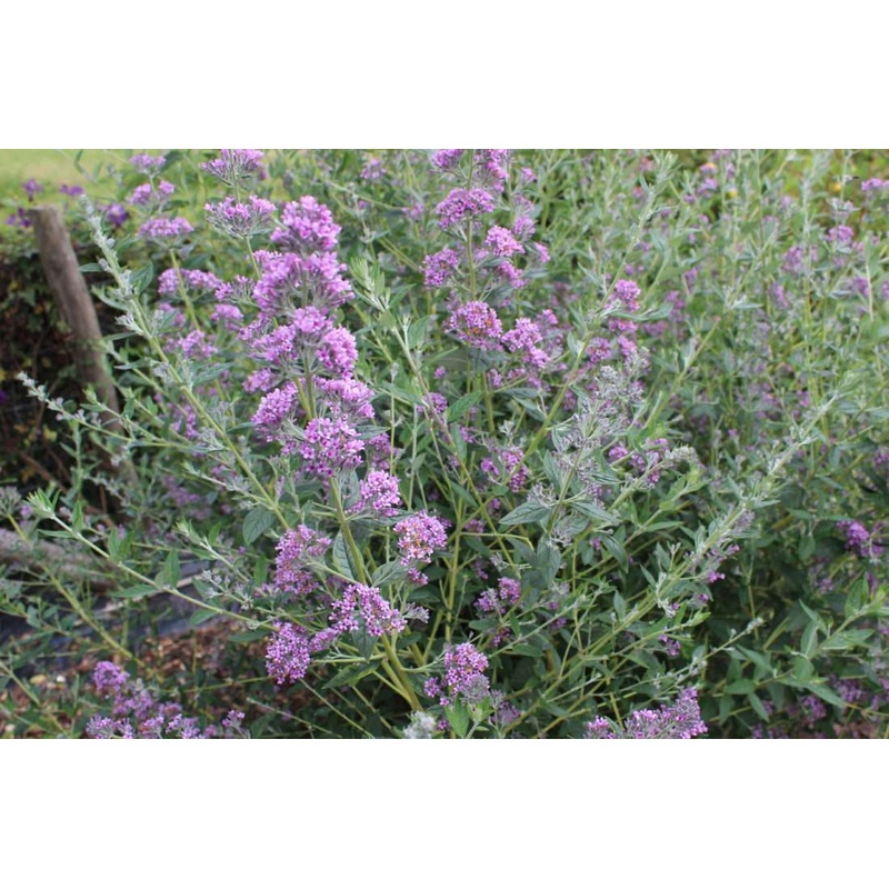 Buddleja (Buddleia) alternifolia Unique