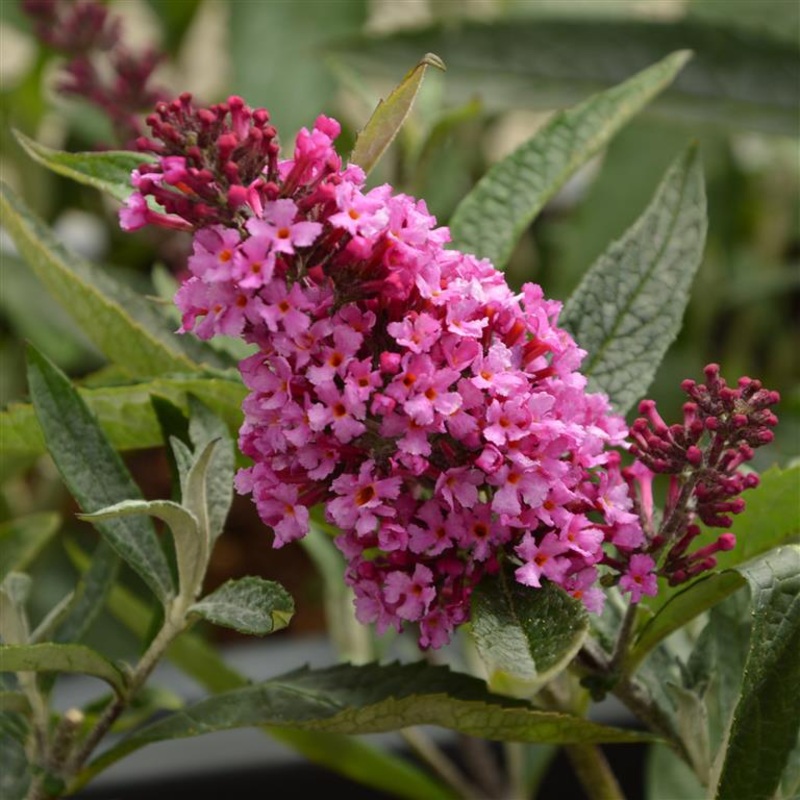 Buddleja (Buddleia) davidii Buzz Candy Pink – Dwarf Buddleja
