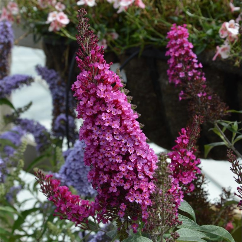 Buddleja (Buddleia) davidii Buzz Hot Raspberry – Dwarf Buddleja