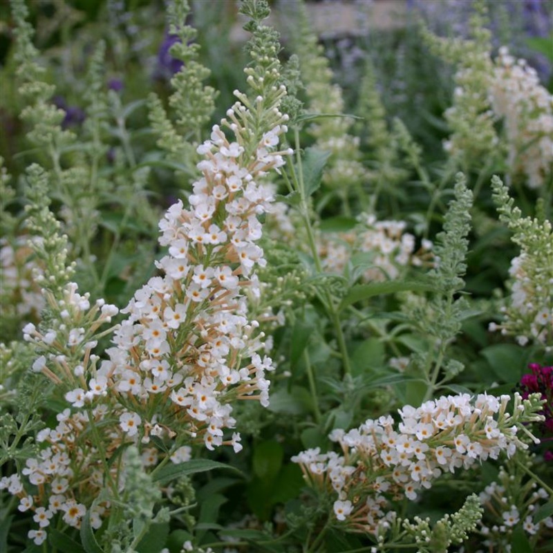 Buddleja (Buddleia) davidii Buzz Ivory- Dwarf Buddleja