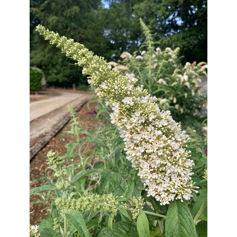 Buddleja (Buddleia) davidii Marbled White