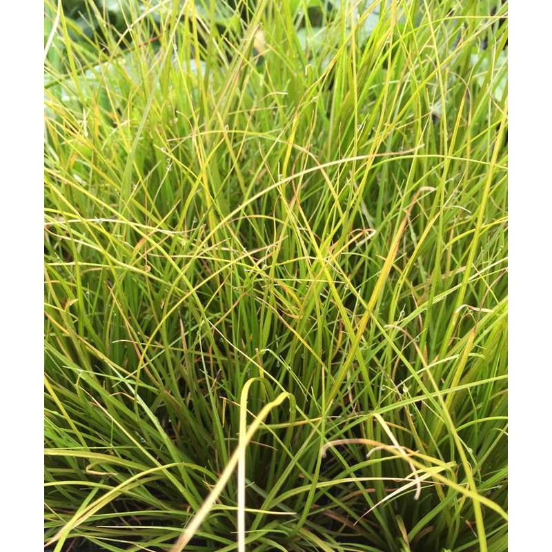 Carex testacea|2 Litre|9cm