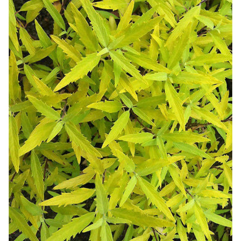 Caryopteris x cland. Worcester Gold