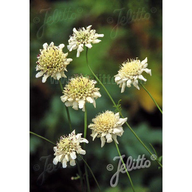 Cephalaria radiata|9CM|2 Litre