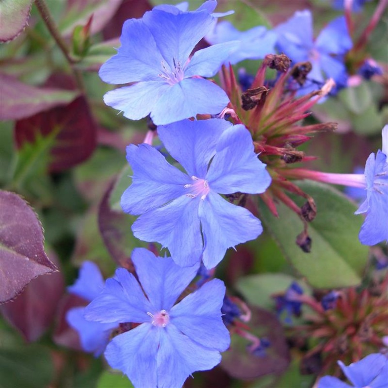 Ceratostigma plumbaginoides (Hardy Plumbago) – AGM