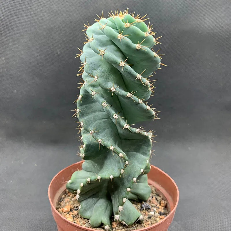 Cereus forbesii ‘Spiralis’|6″ Pot|3″ Pot