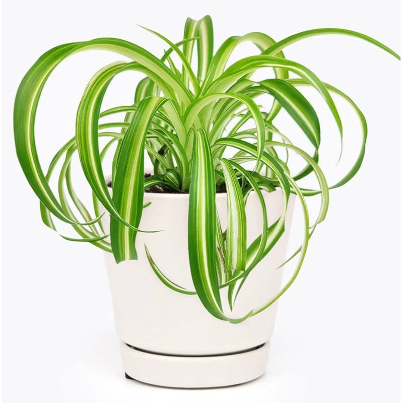 Chlorophytum Comosum Variegated Bonnie Spider Plant