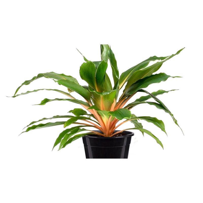 Chlorophytum ‘Mandarin Orange’