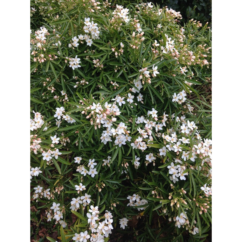 Choisya Aztec Pearl AGM|2 Litre