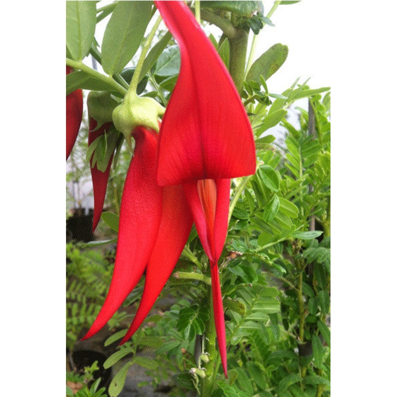 Clianthus puniceus – AGM|0.5 Litre|2 Litre