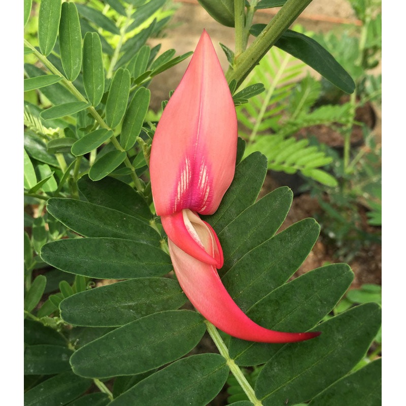 Clianthus puniceus Roseus – AGM