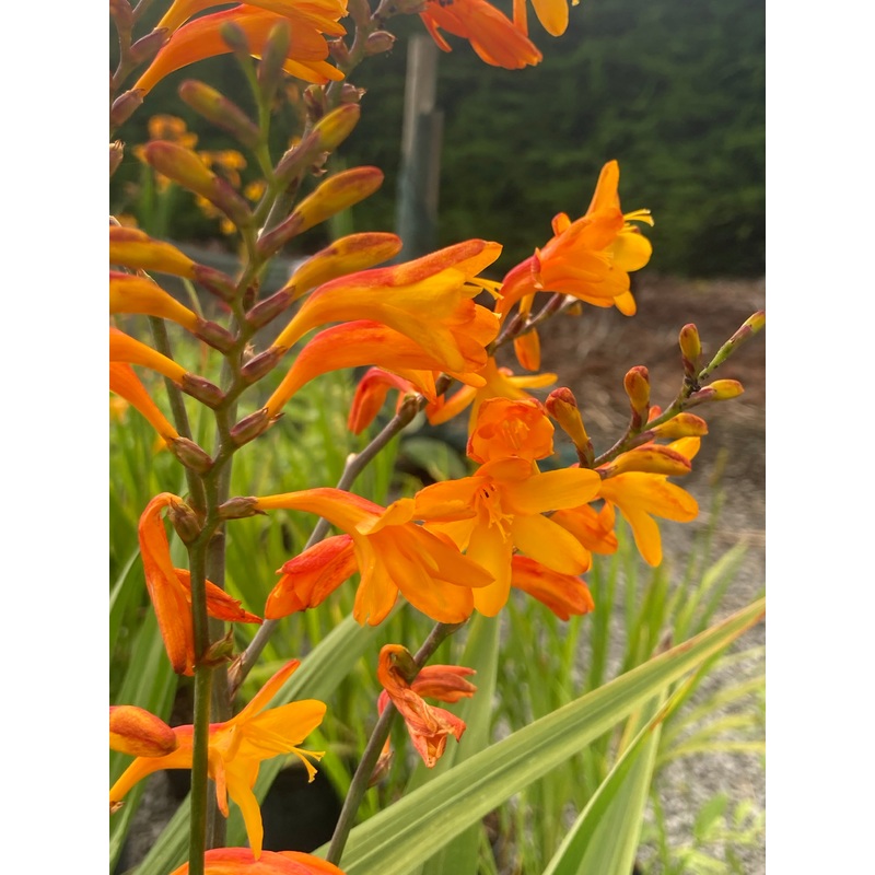 Crocosmia Sunglow|9CM|2 Litre