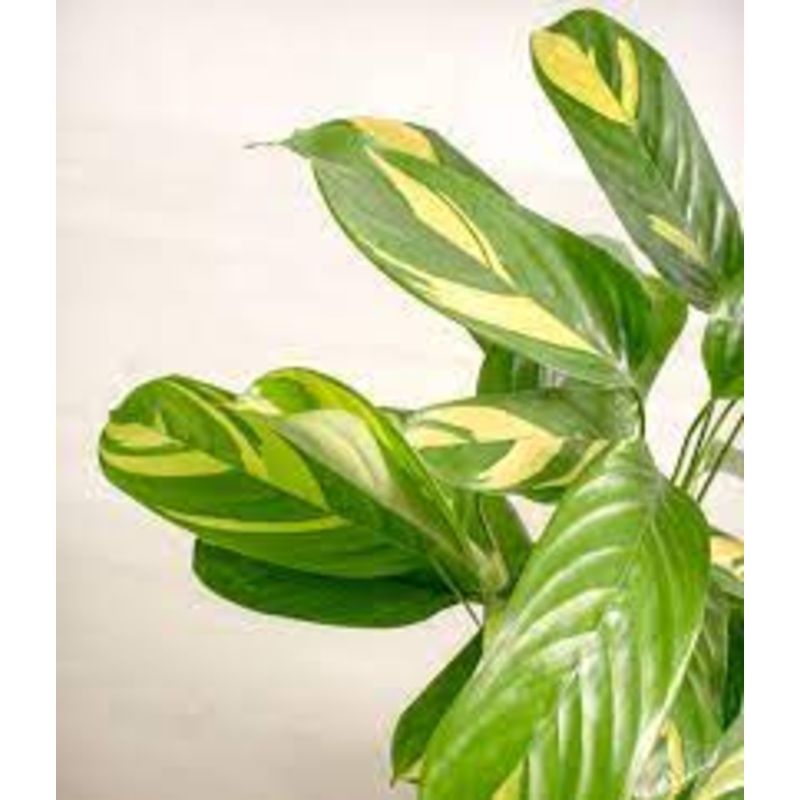 Ctenanthe lubbersiana ‘Golden Mosaic’