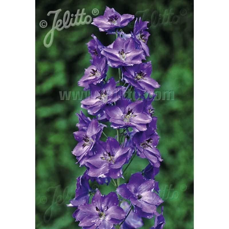 Delphinium Pacific Giants Black Knight