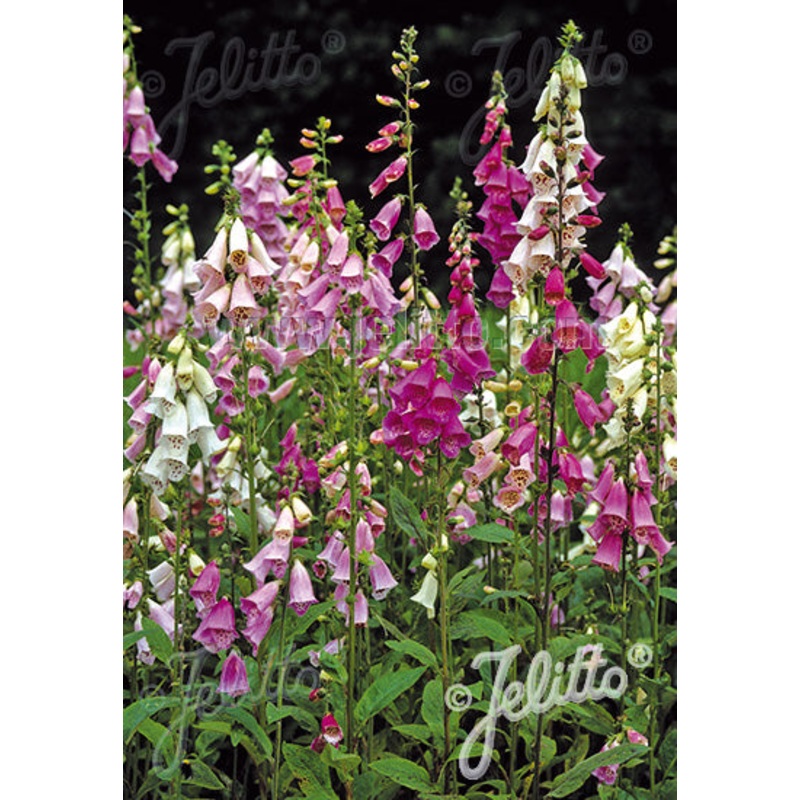 Digitalis purpurea Excelsior Hybrids