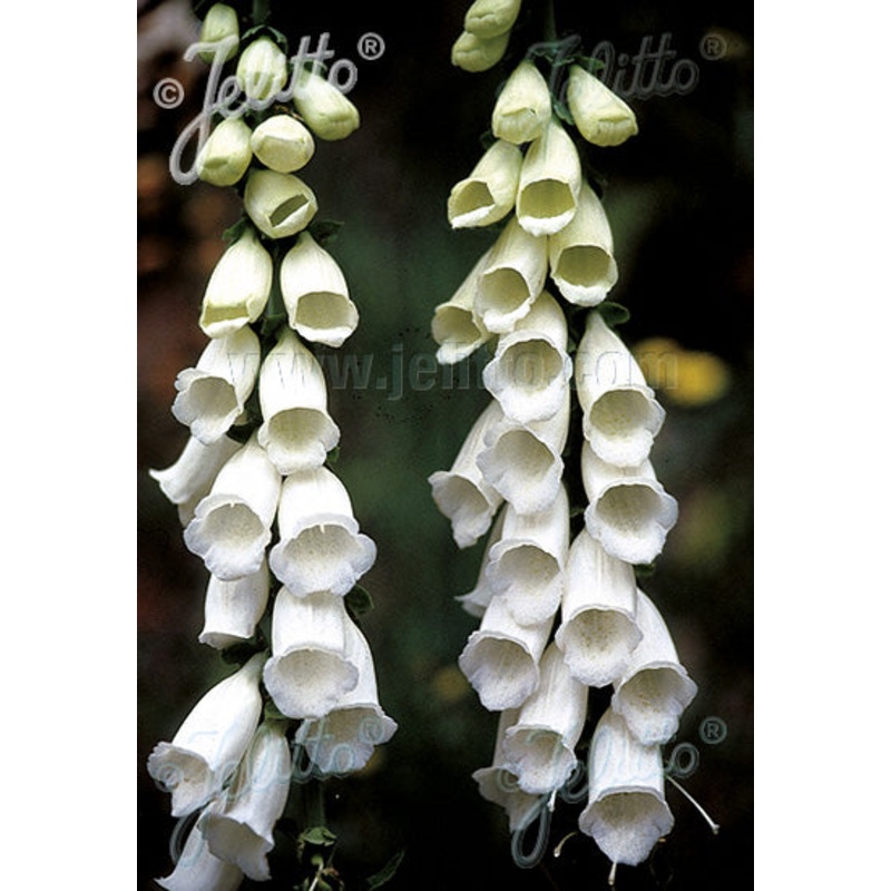 Digitalis purpurea Snow Thimble