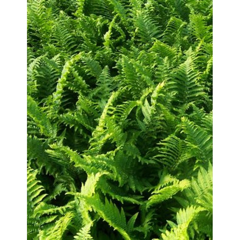 Dryopteris affinis Crispa Cristata – AGM