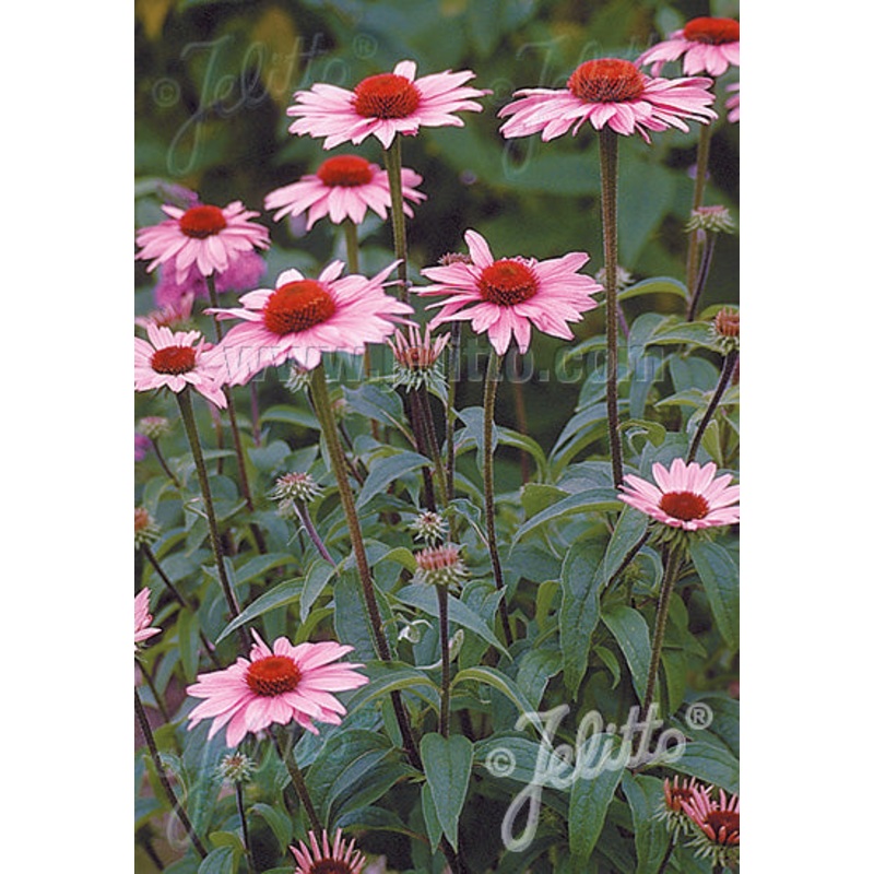 Echinacea purpurea|9cm|2Litre